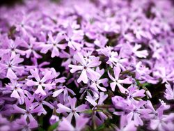 庭に春の花が咲き始めました！
