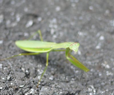 カマキリ！