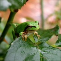 Frog in Garden • <a style="font-size:0.8em;" href="http://www.flickr.com/photos/37169974@N03/3911538478/" target="_blank">View on Flickr</a>