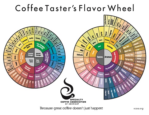 Coffee Taster’s Flavor Wheel