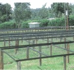 ケニヤ カンゴチョ3