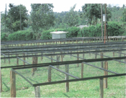 ケニヤ カンゴチョ3