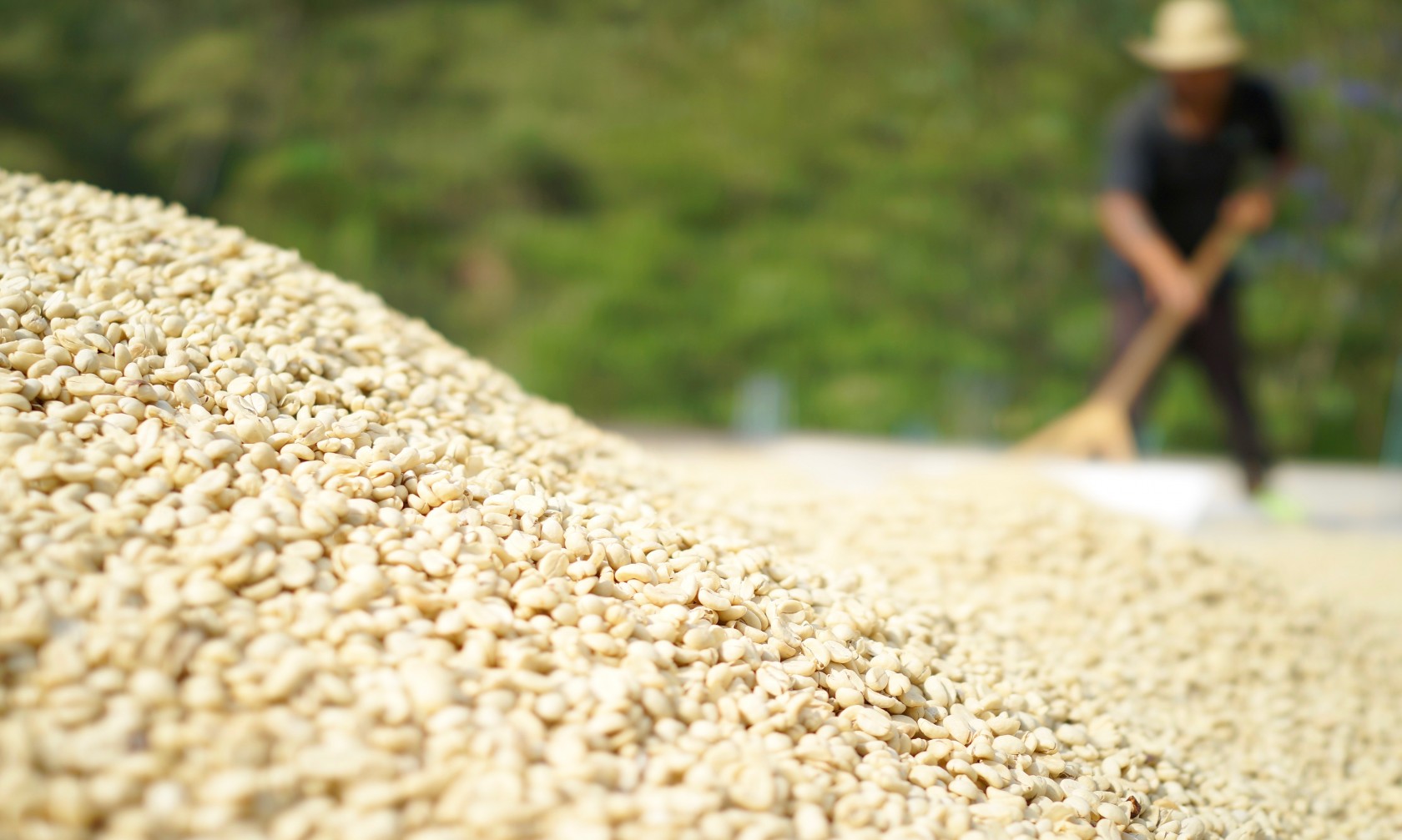 スペシャルティコーヒー素材買付の旅 2016 グアテマラ