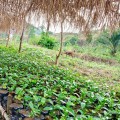 RWANDA