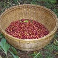 ETHIPIA GUJI 2