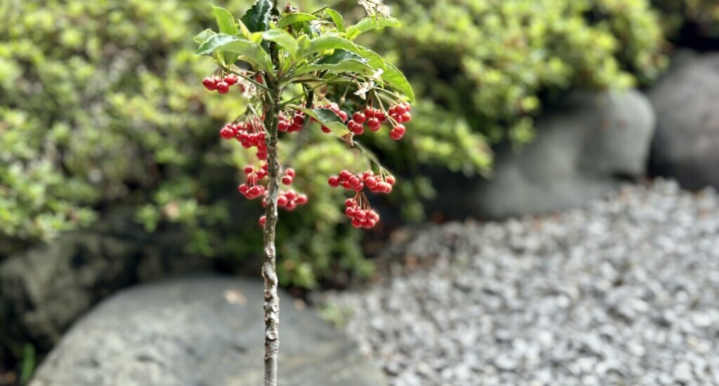 年末年始営業につきまして