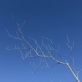 IMG_4534